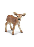 White-Tailed Fawn