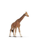 Giraffe Female