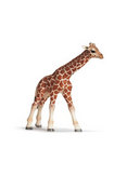 Giraffe Calf