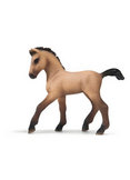 Andalusian Foal