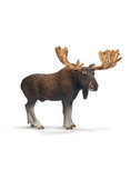 Moose Bull