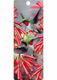 HUMMINGBIRD 3D