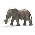 African Elephant Male