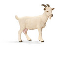 Domestic Goat