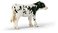 Holstein Calf