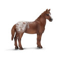 Appaloosa Mare