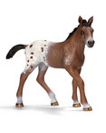 Appaloosa Foal