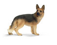German Shepherd Female