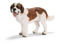 St Bernard Male