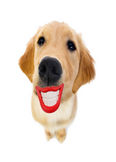 Dog Smile Chew Toy